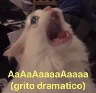 meme de gato dramático. 